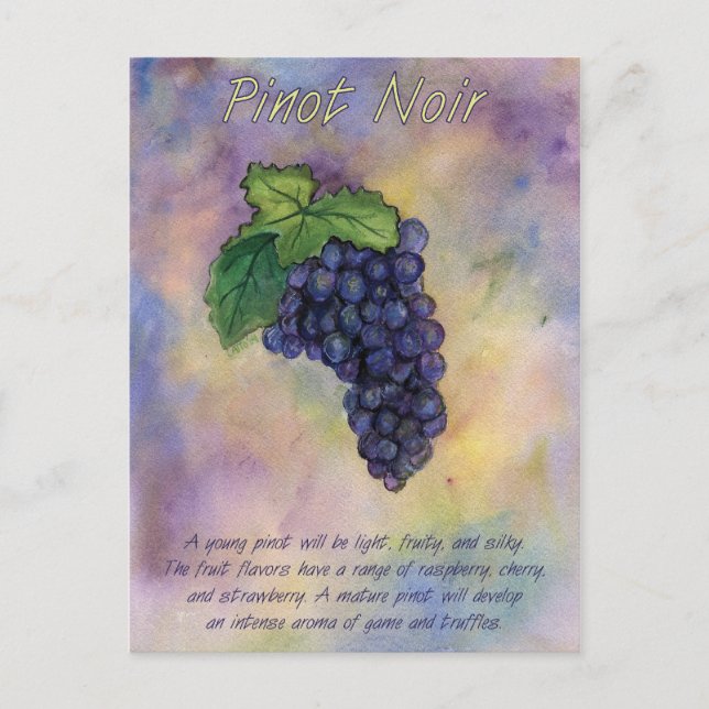 Pinot Noir Wine Grapes Postcard (Front)