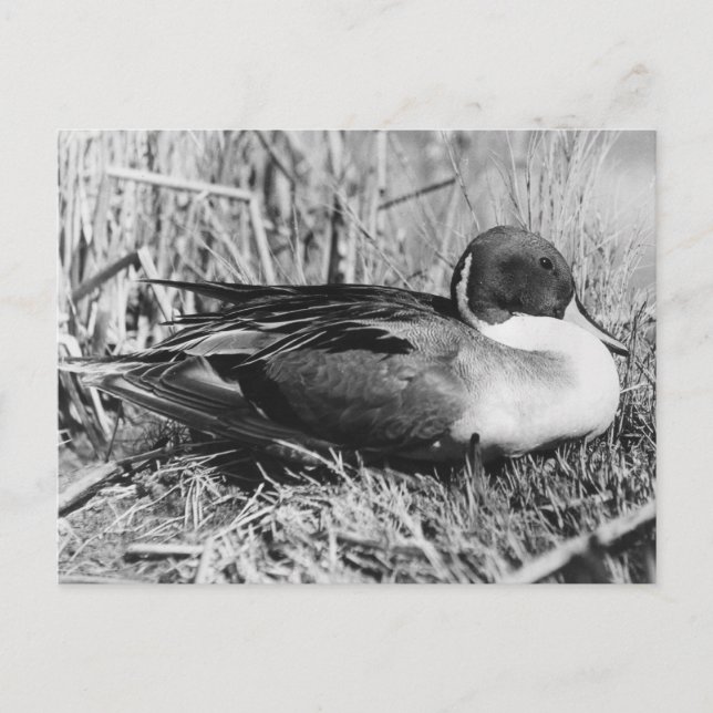 Pintail Drake Black and White Postcard (Front)