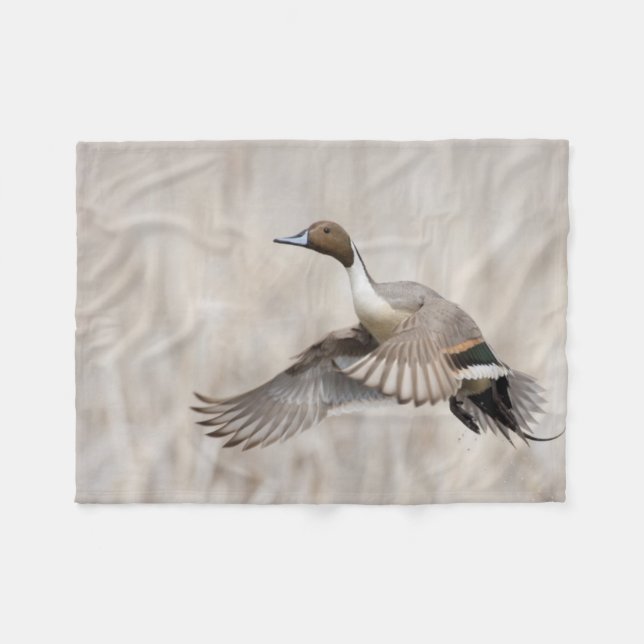 Pintail Drake Taking Flight Fleece Blanket (Front (Horizontal))