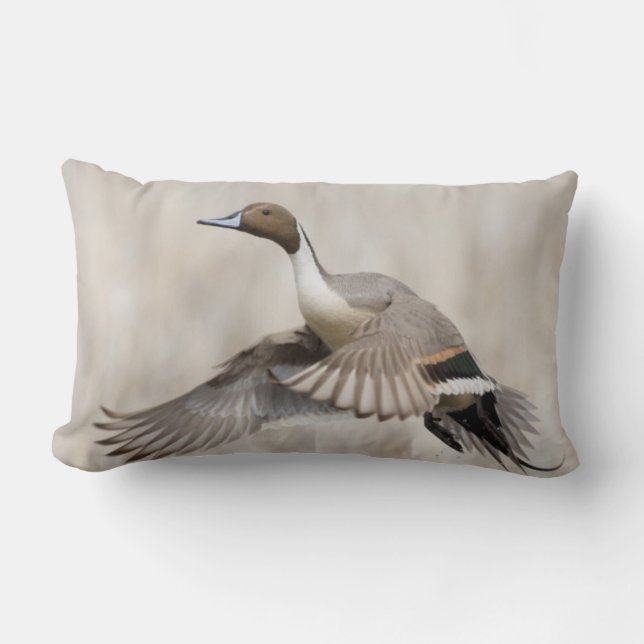 Pintail Drake Taking Flight Lumbar Cushion (Front)