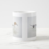 Pintail Duck 2011