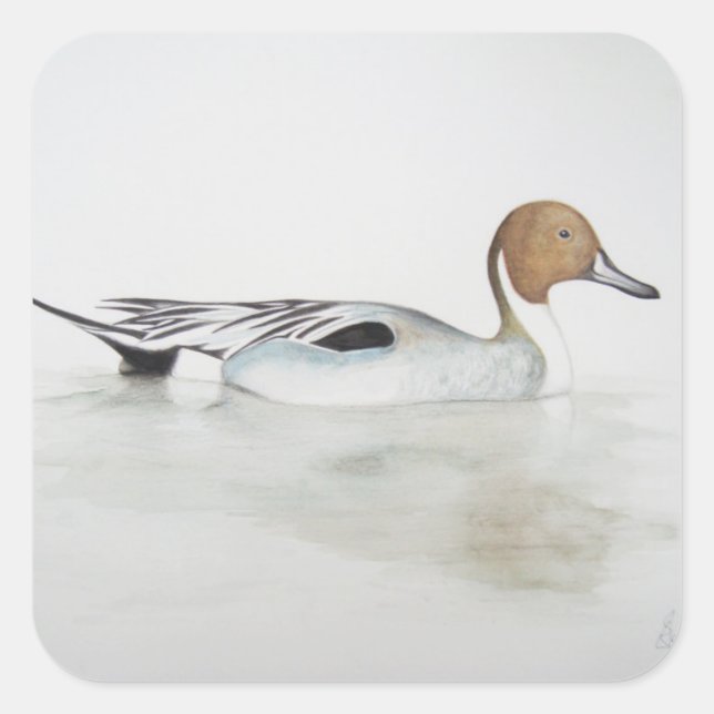 Pintail Duck 2011 Square Sticker (Front)