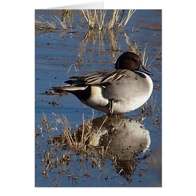 Pintail Duck Card (Front)