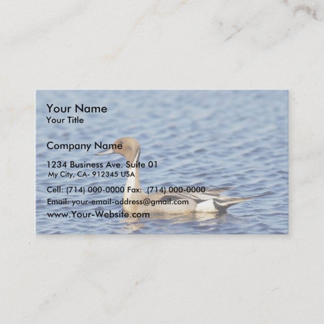 Pintail Duck Drake Business Card (Front)