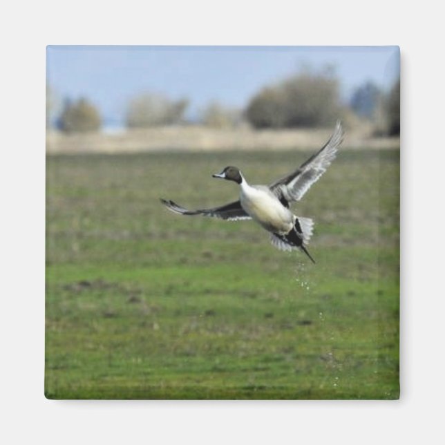 Pintail duck magnet (Front)
