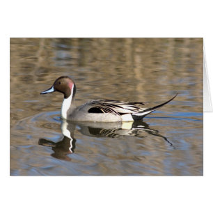 Pintail Duck Swims In A Pond