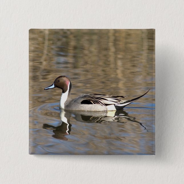 Pintail Duck Swims In A Pond 15 Cm Square Badge (Front)