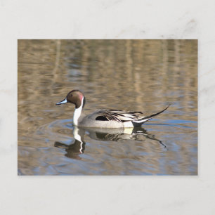 Pintail Duck Swims In A Pond Postcard