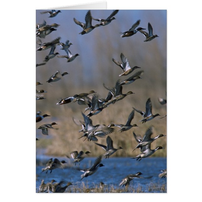 Pintails in Flight (Front)