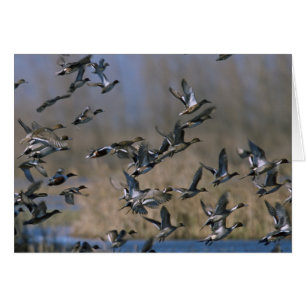 Pintails in Flight