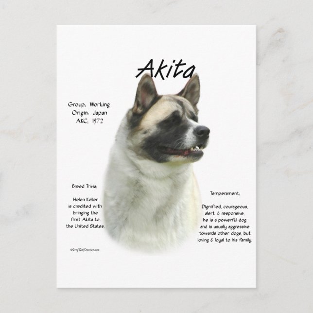 Pinto Akita History  Postcard (Front)