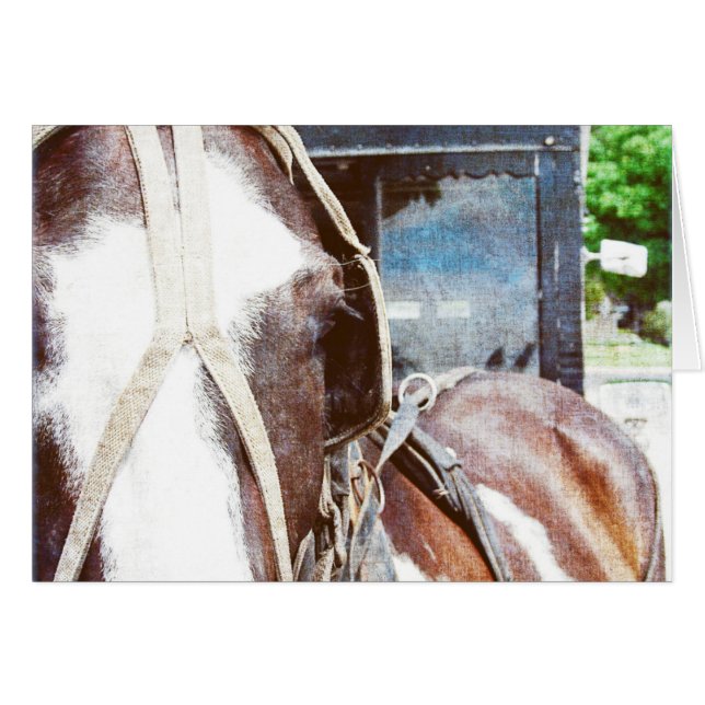 Pinto Amish Buggy Horse (Front Horizontal)