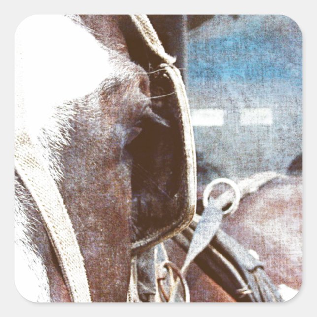 Pinto Amish Buggy Horse Square Sticker (Front)
