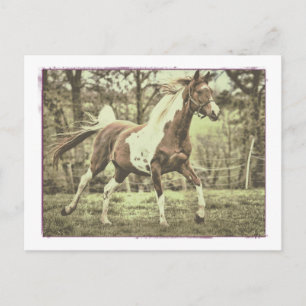 Pinto Arabian Postcard