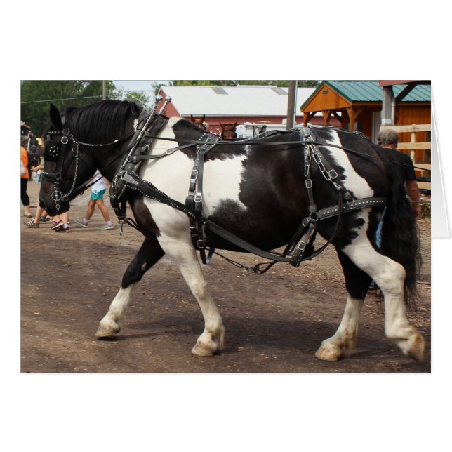 Pinto Draught Horse (Front Horizontal)