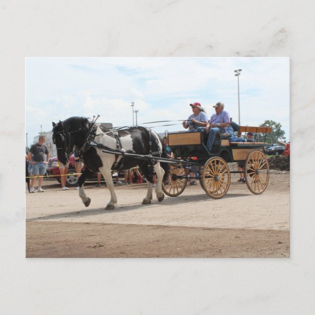 Pinto Draught Horse 2018 Mt. Pleasant, Iowa Postcard (Front)
