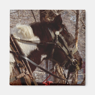 Pinto Draught Horse Magnet