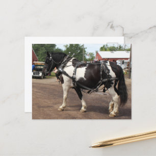 Pinto Draught Horse Postcard