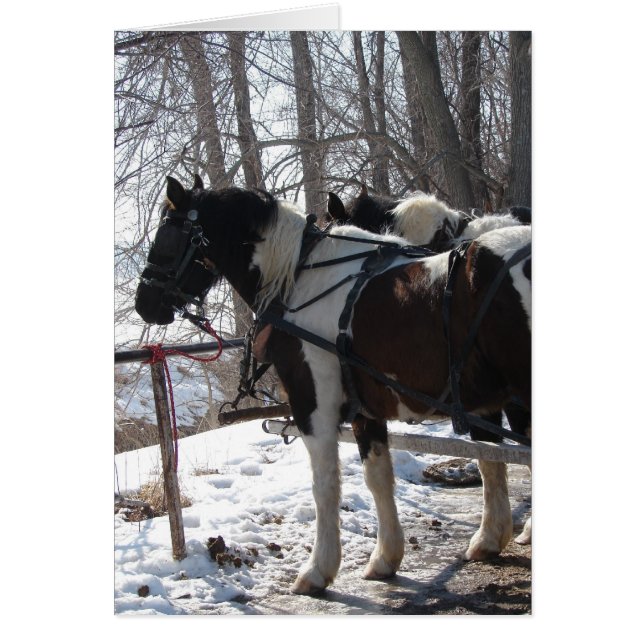 Pinto Draught Horses (Front)