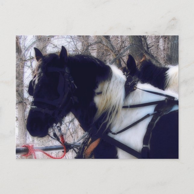 Pinto Draught Horses Rural Iowa Photography  Postcard (Front)