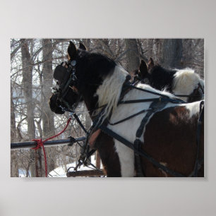 Pinto Draught Team Poster