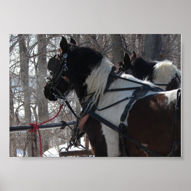 Pinto Draught   Team Poster (Front)