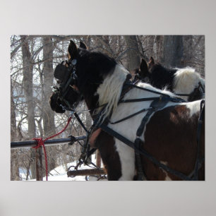 Pinto Draught   Team Poster