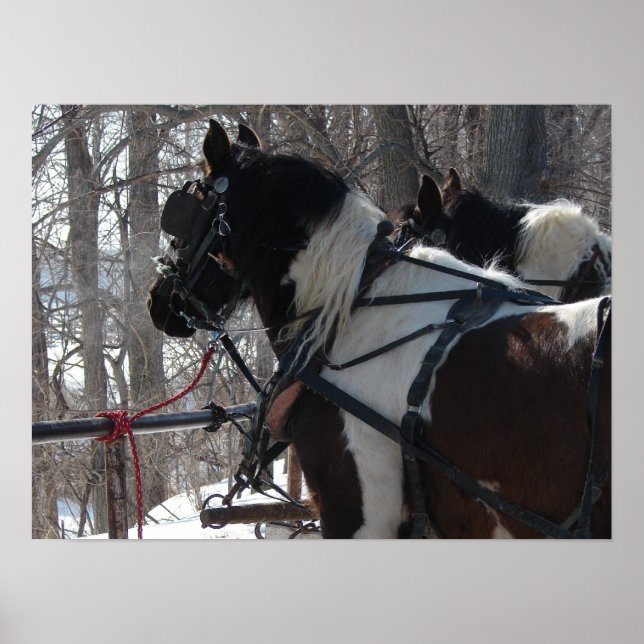 Pinto Draught   Team Poster (Front)