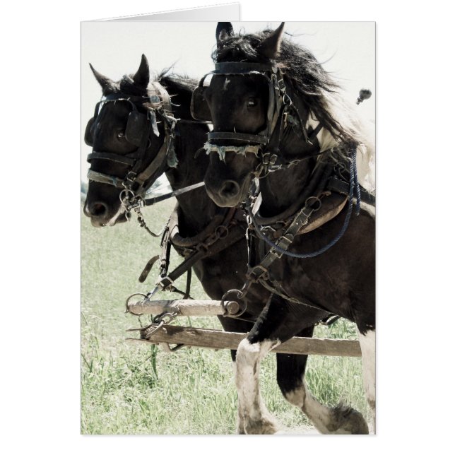 Pinto Draughts at Work (Front)