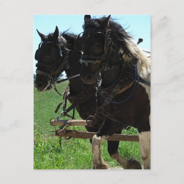 Pinto Draughts at Work Postcard (Front)