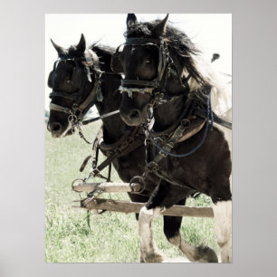 Pinto Draughts at Work Poster