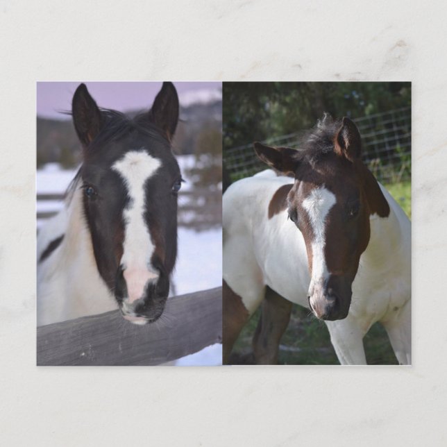 pinto filly Shasta Postcard (Front)