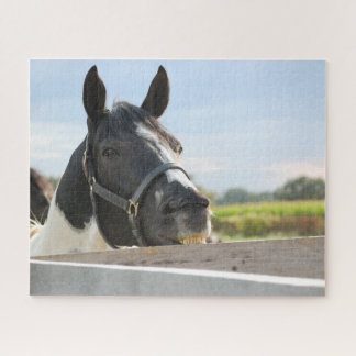 Pinto Horse Chewing on a Fence Jigsaw Puzzle