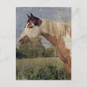 Pinto Horse Grunge Postcard