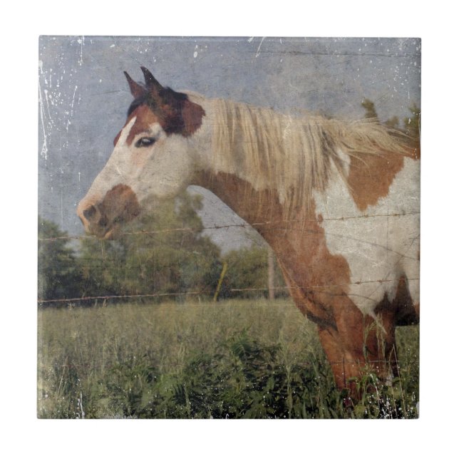 Pinto Horse Grunge Tile (Front)