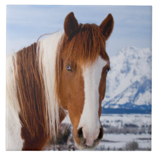 Pinto Horse Mount Moran in Winter Tile