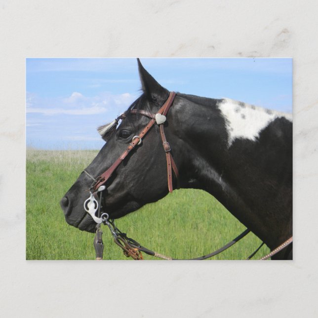 PINTO HORSE POST CARD (Front)