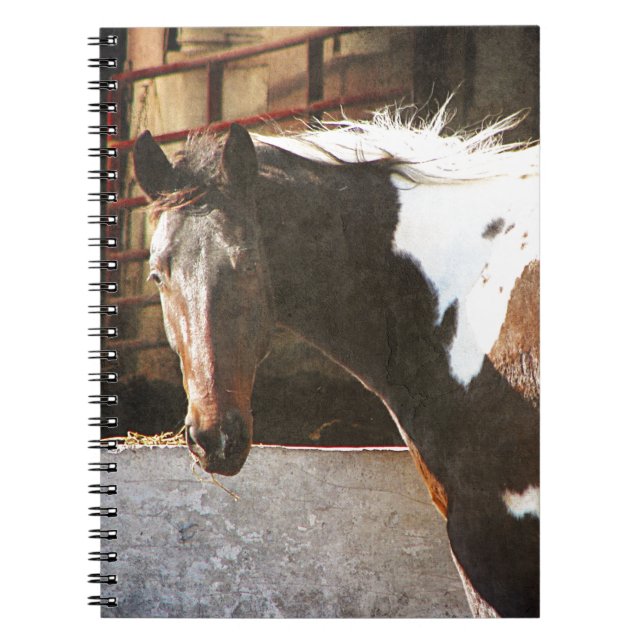 Pinto Horse Spiral Notebook (Front)
