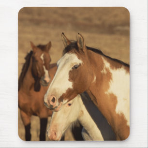 Pinto in Herd Mouse Pad