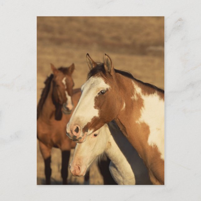 Pinto in Herd Postcard (Front)