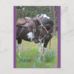 Pinto mare Fargo horse post card