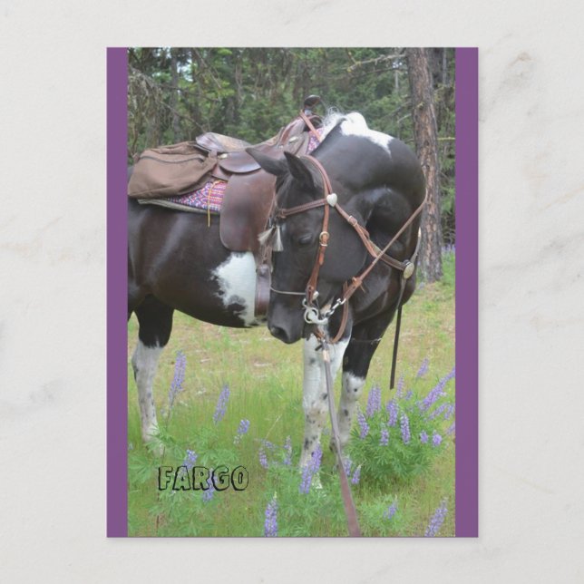 Pinto mare Fargo horse post card (Front)