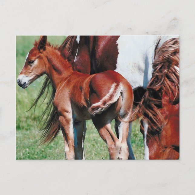 Pinto Mare with Foal Postcard (Front)