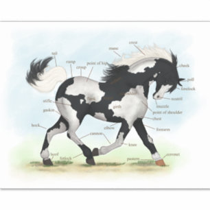 Pinto Overo Horse Educational Equine Anatomy Chart