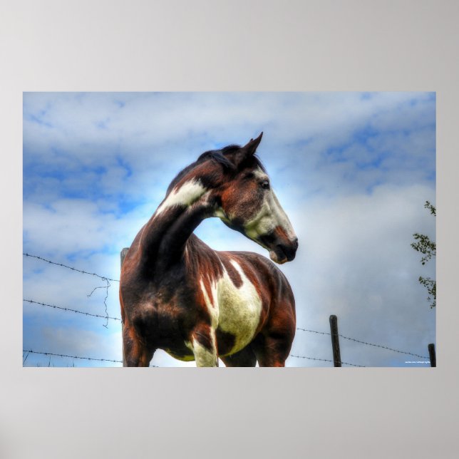 Pinto Paint & Clouds Ranch Horse Equine Photo Poster (Front)