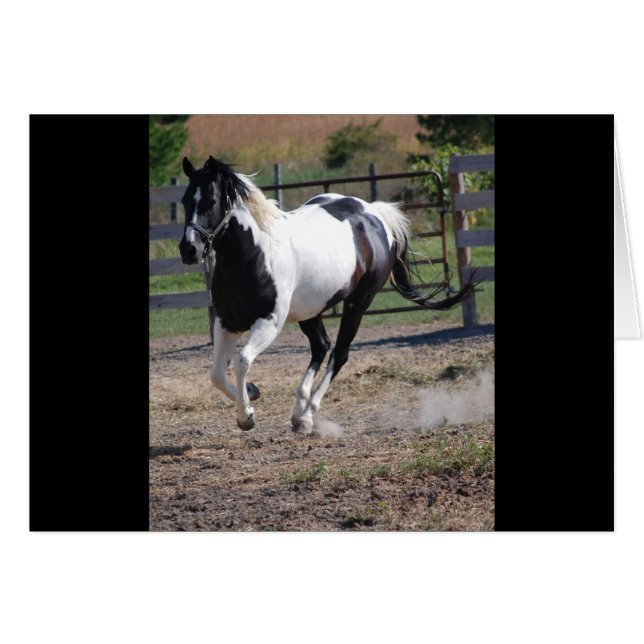 Pinto Paint Horse (Front Horizontal)