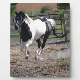 Pinto Paint Horse Plaque