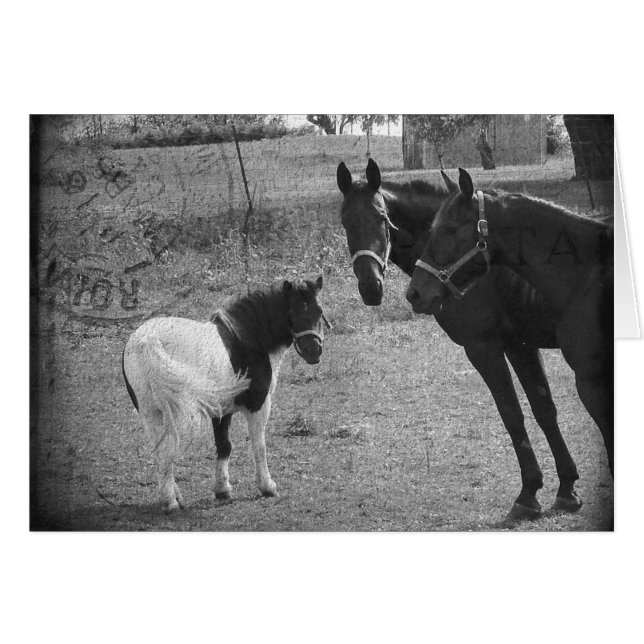 Pinto Pony and Horses (Front Horizontal)
