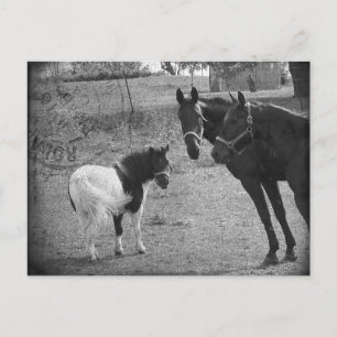 Pinto Pony and Horses Postcard