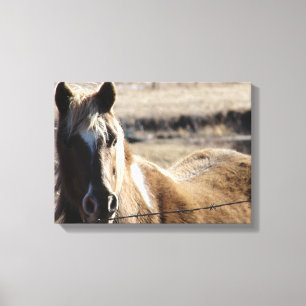 Pinto Pony Canvas Print